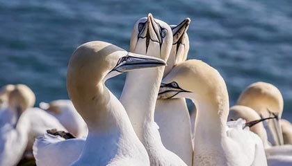 世界杯高清比赛观看平台-“河北五超”季后赛四强产生 保定邯郸石家庄张家口等四队成功晋级