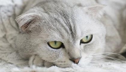 世界杯高清比赛观看平台-中国女足队员张琳艳：亚洲杯才打一半 淘汰赛争取做更好